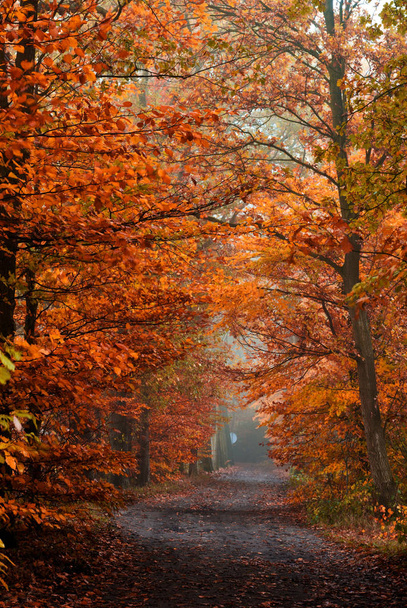 autumn forest, fall season leaves - Foto, immagini
