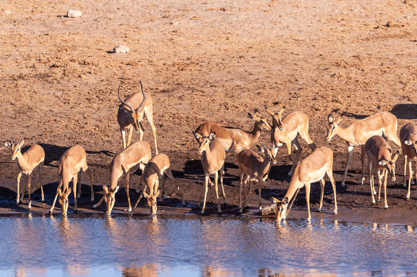 Impalas bebendo de um poço
 - Foto, Imagem