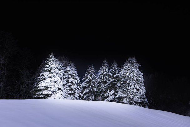 Night photo. Huge fir trees on a hill in the snow against a black sky. - Valokuva, kuva