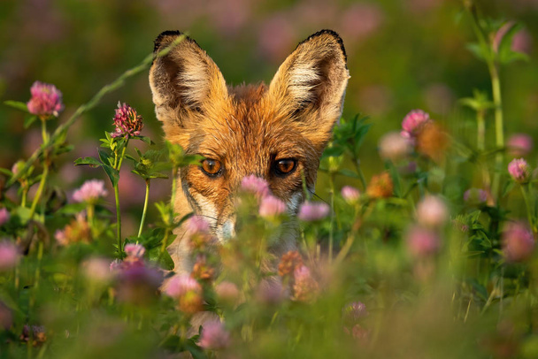 Close-up of a shy red fox hiding behind grass and flowers at sunrise. - Photo, Image