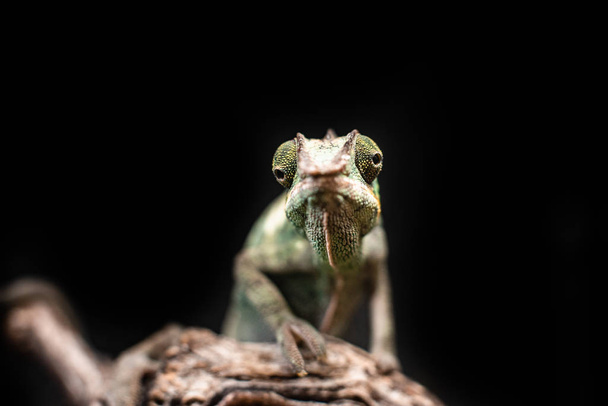 Зелений хамелеон, що сидить на гілці рок-чорний фон робить різкий простір фокусу для тексту макро-рептилій джунглів акваріума домашнього улюбленця милого
 - Фото, зображення