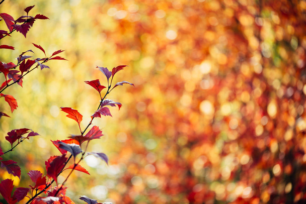 Vivid red leaves of hawthorn on autumn bokeh background.  - Zdjęcie, obraz