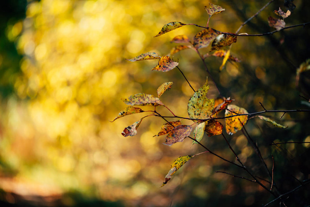 Помаранчеве осіннє листя на жовтому тлі боке під час заходу сонця
. - Фото, зображення