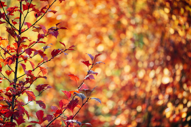 Żywe czerwone liście głogu na jesiennym tle bokeh. Piękny krzew krataegus na jesiennej strukturze żywopłotu o wschodzie słońca - Zdjęcie, obraz