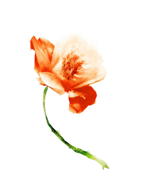 Watercolor flower , isolated on white background - Φωτογραφία, εικόνα