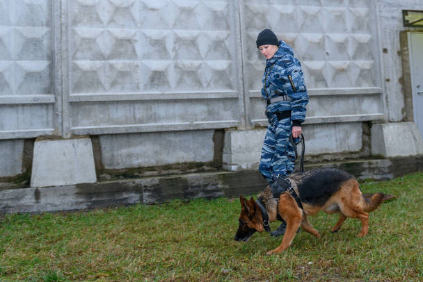 Oficiales de policía con un perro entrenado. Pastor alemán perro policía
. - Foto, imagen