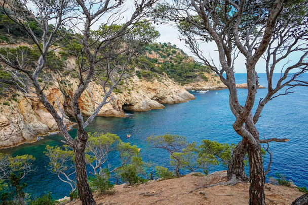 Top view of the turquoise Mediterranean sea, rocks and Bay, through the trees - Fotografie, Obrázek