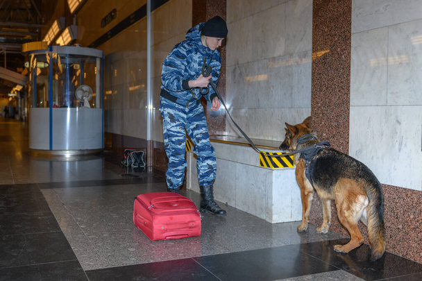 Vrouwelijke politieagent met een getrainde Duitse herdershond ruikt drugs of bommen in bagage. Metrostation. - Foto, afbeelding
