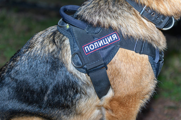 Perro policía pastor alemán. De cerca. Policía Rusa. Firma significa "Policía" en ruso
. - Foto, imagen