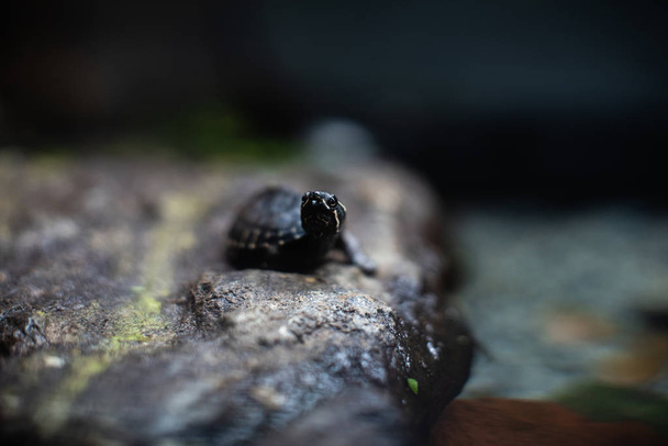 Cute small black turtle on the stone dof sharp focus space for text macro reptile jungle aquarium home pet cute - Photo, image