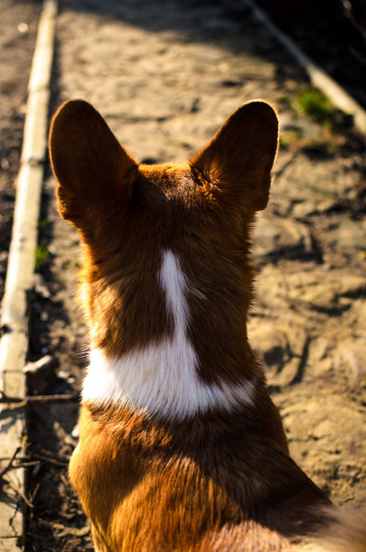 Hermosa silueta de un perro corgi galés en la luz del atardecer en el patio trasero
 - Foto, imagen