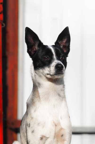 Stylová fotografie hrdého psa s krásnými ňadry, portrét bazendži na jednoduchém pozadí s červeným vzorem - Fotografie, Obrázek
