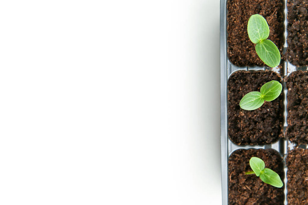  green seedlings on a white background - Фото, зображення
