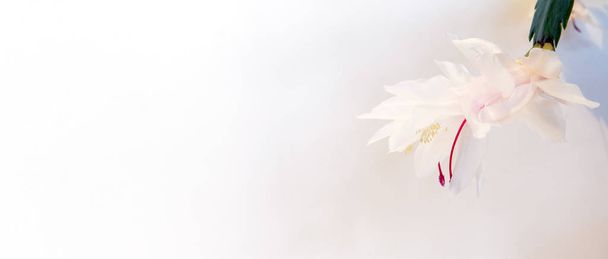 Blooming zygocactus flower on a white background. Horizontal shot. Concept - holiday card, congratulation. Copy space - Foto, imagen
