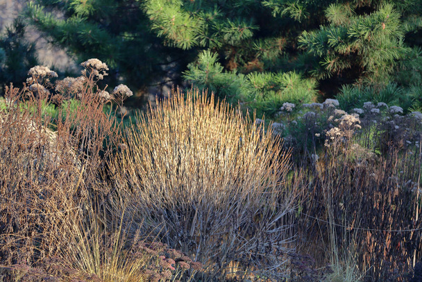 Fragile buisson sec dans un parc d'hiver
 - Photo, image