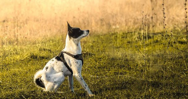 Dog on the field, studying difficult teams, illustrative photo of basenji - 写真・画像