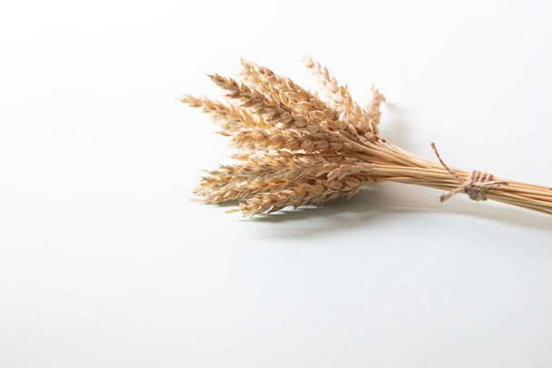 Ramo de espigas de trigo dorado, espiguillas de cereales amarillos secos sobre fondo blanco claro, primer plano
 - Foto, Imagen