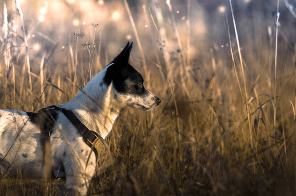Dog in a magic field, against the background of spikelets, profile photo of basenji - Photo, Image