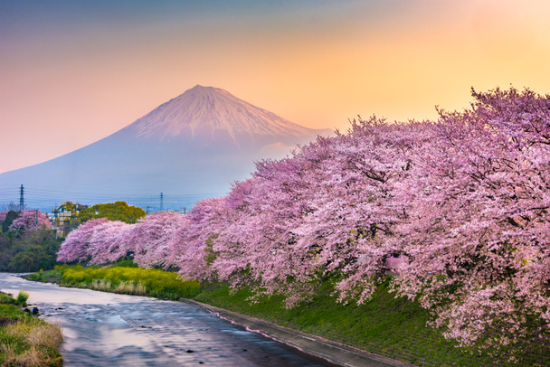 Mt. Fuji, Japón desde la prefectura de Shizuoka en primavera
 - Foto, imagen