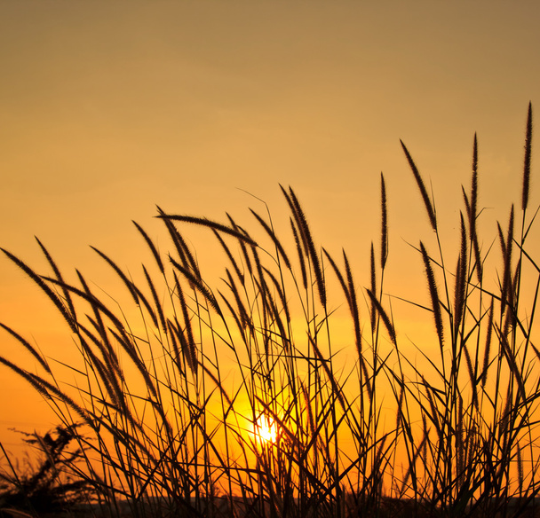 szép reggeli napfelkeltét a búzafű, az előtérben - Fotó, kép