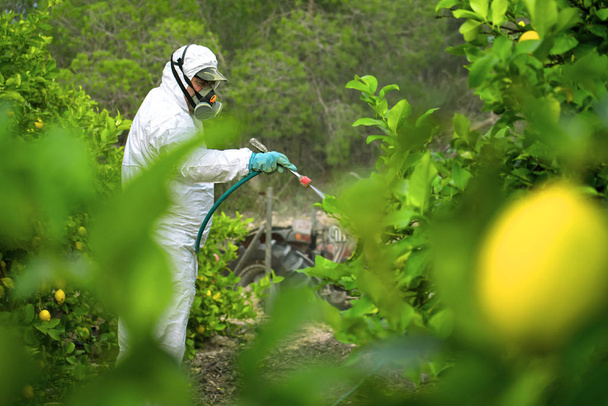 Unkrautvernichtungsmittel Begasung. Ökologischer Landbau. Sprühen von Pestiziden, Pestiziden auf Fruchtzitronen in der Landwirtschaft Plantage, Spanien. Mann versprüht oder begasst Pestizide, Schädlingsbekämpfung - Foto, Bild