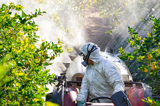 Trattori che spruzzano pesticidi e insetticidi sulle piantagioni di limoni in Spagna. Fumigazione di insetticidi erbacei. Agricoltura biologica ecologica. Una macchina spruzzatrice, trainata da diserbante a spruzzo per trattori
. - Foto, immagini