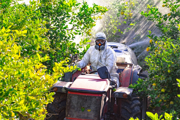 Traktor permetező peszticid és rovarirtó citromültetvényen Spanyolországban. Gyomirtó szerek fertőtlenítése. Ökológiai ökológiai mezőgazdaság. Egy permetezőgép, traktorpermetező gyomirtó szerrel követve. - Fotó, kép