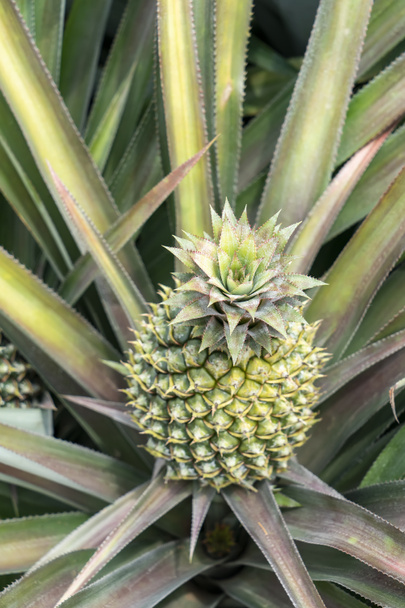 Pineapple fruit on the plantation farm - Foto, Bild