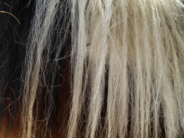 zwart-wit paardenhaar (crin) - Foto, afbeelding