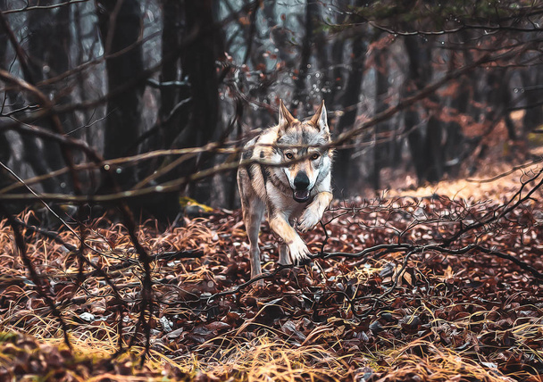 Czechoslovakian wolfdog in beautiful autumn nature. wolfhound. - Photo, Image