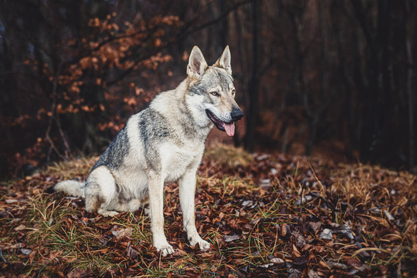 Checoslovaco wolfdog em bela natureza outono. Cão-lobo. - Foto, Imagem