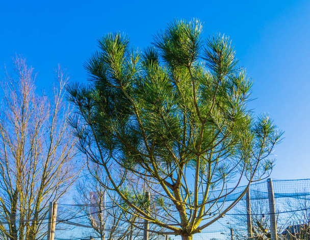 italian stone pine tree, evergreen plants, popular tropical tree specie from the mediterranean region - Photo, Image