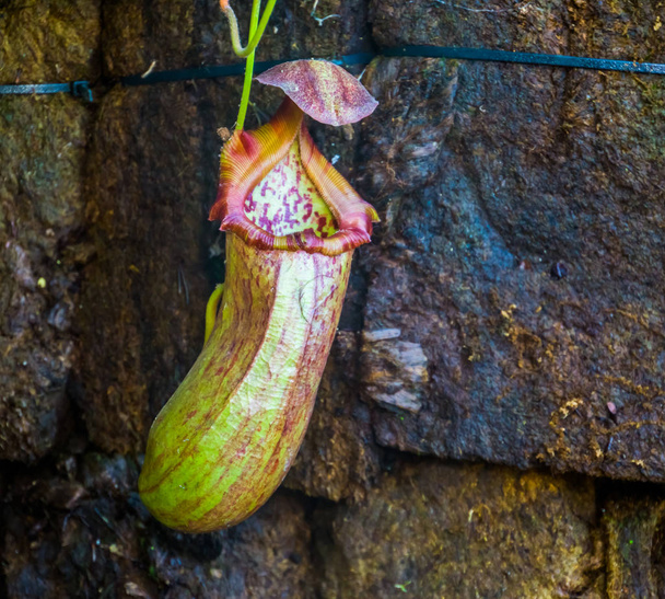 Affe Tasse einer tropischen Schlauchpflanze, Nephenthes Spezies, fleischfressende Pflanzen, Natur Hintergrund - Foto, Bild