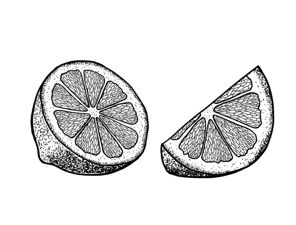 Handgezogene Limetten- oder Zitronenscheiben-Set. Stilillustration mit Fruchtgravur. Vektorillustration - Vektor, Bild