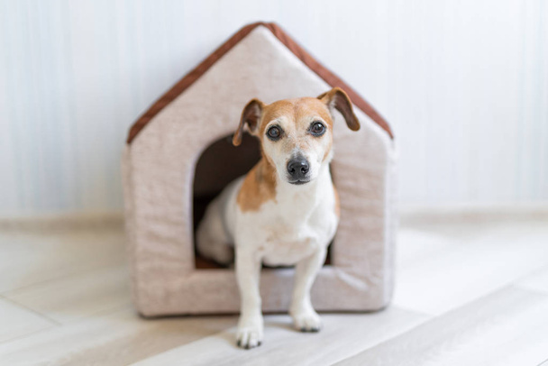 Σκύλος κάθεται στο περίπτερο κατοικίδιων ζώων. Άνετο σπίτι μέσα στο εσωτερικό - Φωτογραφία, εικόνα