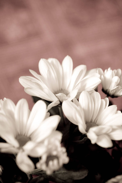 Κοντινό πλάνο από ένα λουλούδι μαργαρίτα - Φωτογραφία, εικόνα