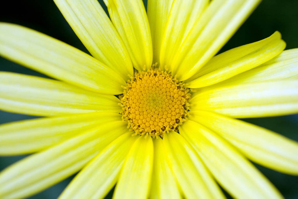 Κοντινό πλάνο από ένα λουλούδι μαργαρίτα - Φωτογραφία, εικόνα