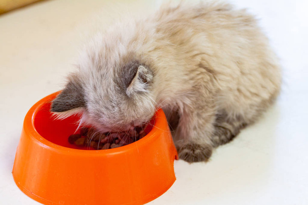 kitten eating cat food background - Fotó, kép