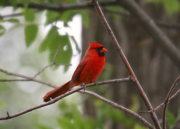 Northern Cardinal (male) (cardinalis cardinalis) - Фото, зображення