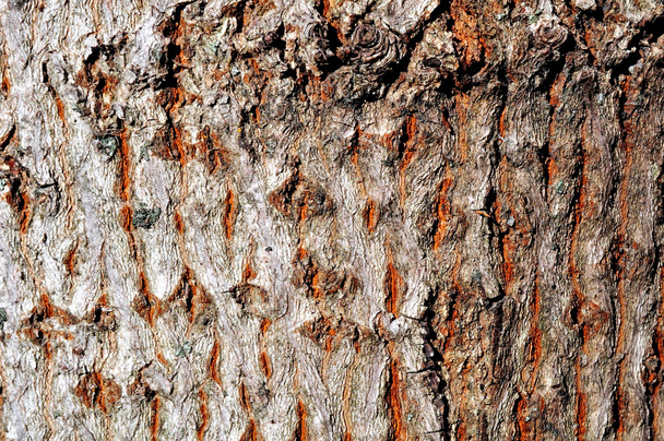 松の木の質感 - 写真・画像