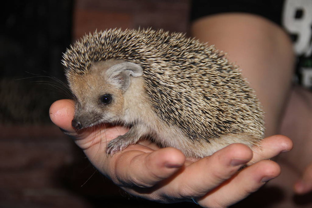 Wild hedgehog in the palm of your hand - Photo, Image
