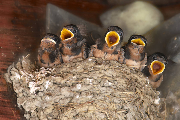 Vijf jonge schuur zwaluwen wachten om te worden gevoed - Foto, afbeelding