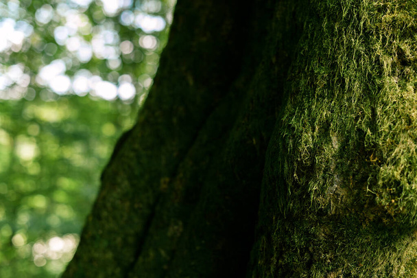 Green moss on tree trunk - Фото, зображення