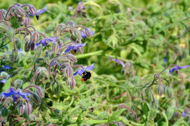 Bumblebee Borage Starflowerin kukilla. Kukinta Syötävä ja lääkekasvi (Borago officinalis) kasvaa orgaanisessa puutarhassa
. - Valokuva, kuva
