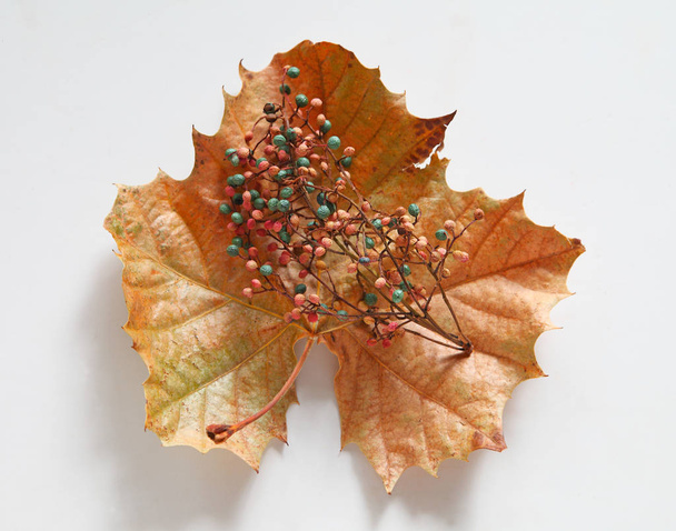 getrocknete Beeren auf einem Herbstblatt - Foto, Bild