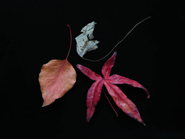 Three leaves on black - Фото, изображение