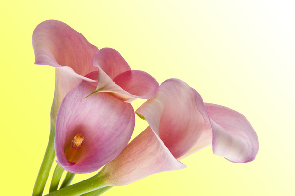 tło promieniowania calla lily - Zdjęcie, obraz
