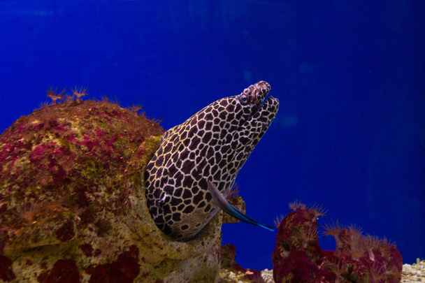 Leopard moray eel fish stuck its head out of its shelter - Φωτογραφία, εικόνα