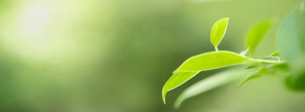 Close up of nature view green leaf on blurred greenery backgroun - Photo, Image
