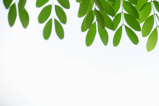 ぼやけた緑のバックグローンの自然ビュー緑の葉のクローズアップ - 写真・画像